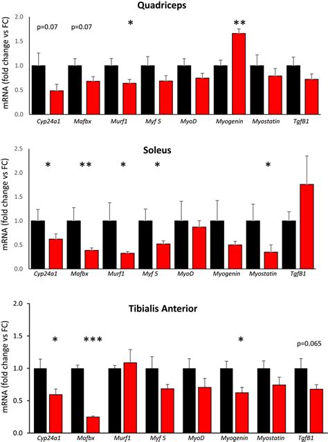 Realtime PCR Gene Expression Of Myogenic Genes And Transforming Growth