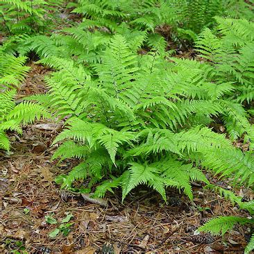 Athyrium filix-femina Lady Fern - Keystone Wildflowers