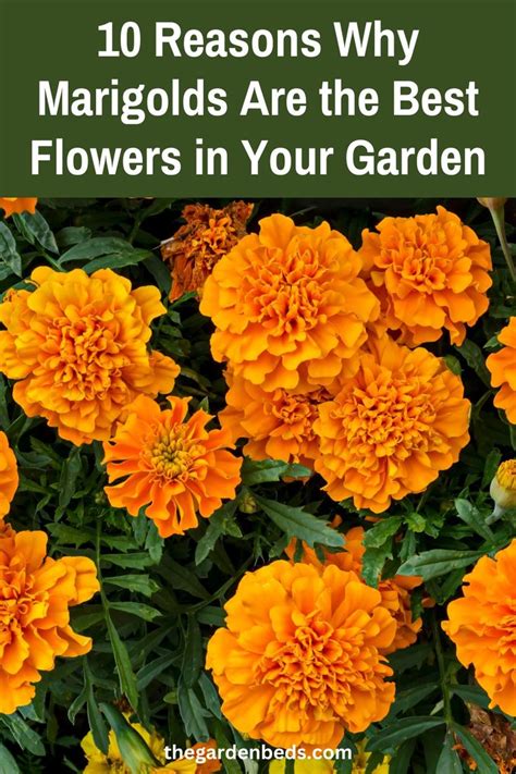 10 Reasons Why Marigolds Are The Best Flowers In Your Garden Growing