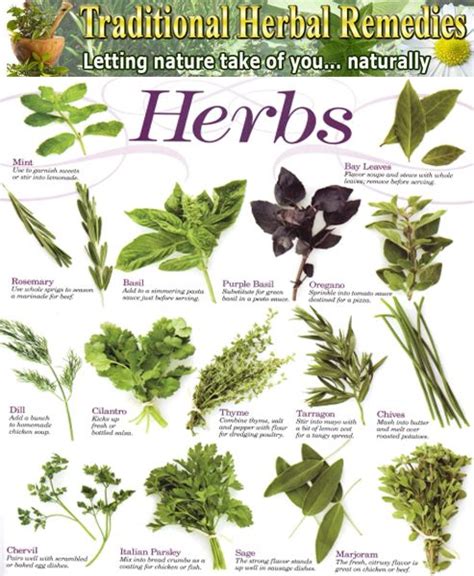 Herbalmedicinal Plants Raised Herb Garden Medicinal Plants Herbs