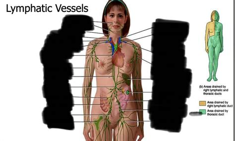 Lymph Node Diagram Diagram Quizlet