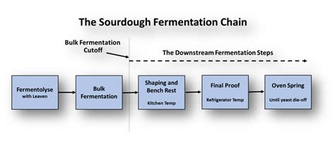 The Mystery Of Percentage Rise In Bulk Fermentation The Sourdough Journey