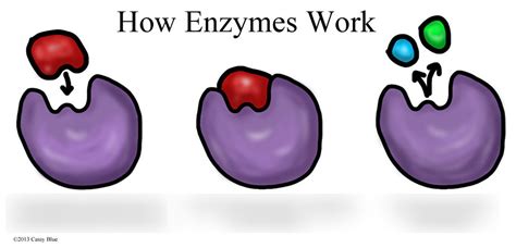 Biology Enzymes Diagram Quizlet