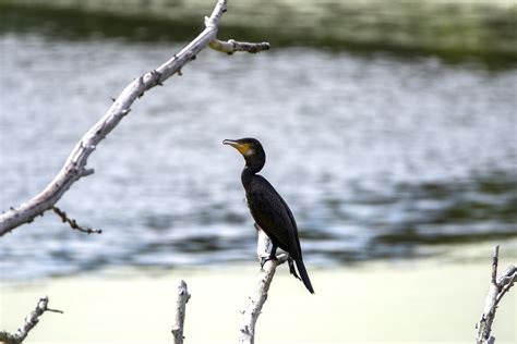 Aalscholver Phalacrocoracidae Cormorant Kormoran Huib Smit Flickr