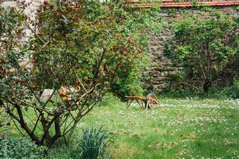 Vieille brouette dans un verger en fleurs Brouette abandonnée dans un