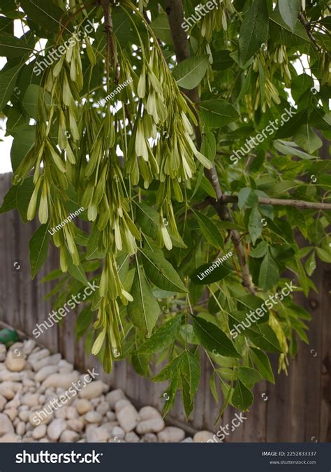 Ash Tree Seeds Backyard Hobbs New Stock Photo 2252833337 | Shutterstock