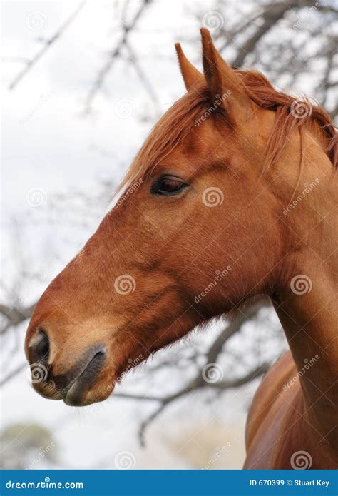 Horse Head In Profile Royalty Free Stock Images Image 670399