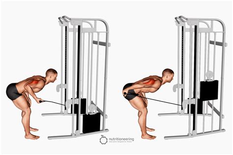 Bicep And Tricep Workout Cable Machine EOUA Blog