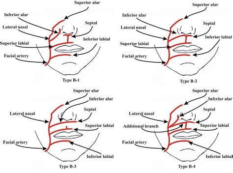 A Detailed Observation Of Variations Of The Facial Artery With