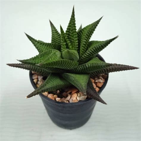 ตนมาเวยน ตนไมอวบนำ Haworthia limifolia Marloth Shopee Thailand