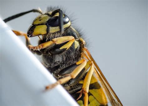 Wasp Control Edmonton Major Pest Control