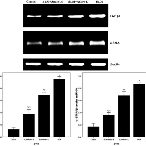 Andrographolide Reduces Tgf β1 And α Sma Mrna In Lung Twenty One Days