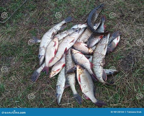 Good catch on fishing stock photo. Image of fish, fishing - 98128104