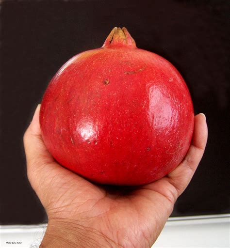 Large Pomegranate Photograph By Suhas Tavkar