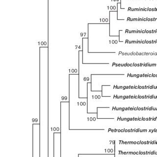 Maximum Likelihood Phylogenetic Tree Based On A Concatenated Alignment