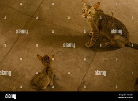 Kittens are playing with mother Stock Photo - Alamy