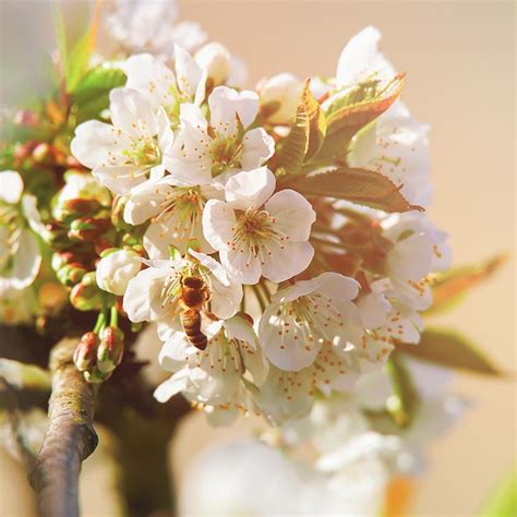 Abelha Em Sakura Ou Flores De Cerejeira Florescem Na Primavera Vilnius