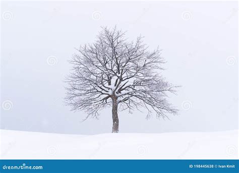 Minimalistic Landscape With A Lonely Naked Snowy Tree Stock Photo Image Of Frost Card 198445638