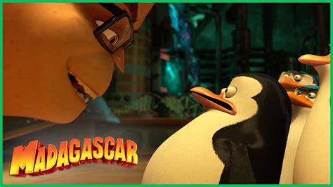 Os Pinguins Aprendem Sobre Coragem Dreamworks Madagascar Em Portugu S