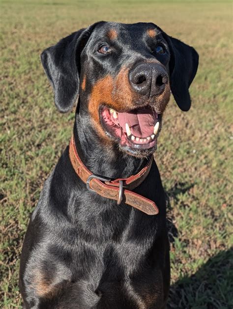 Meet Hugo Dobermann Rescue Uk And Europe