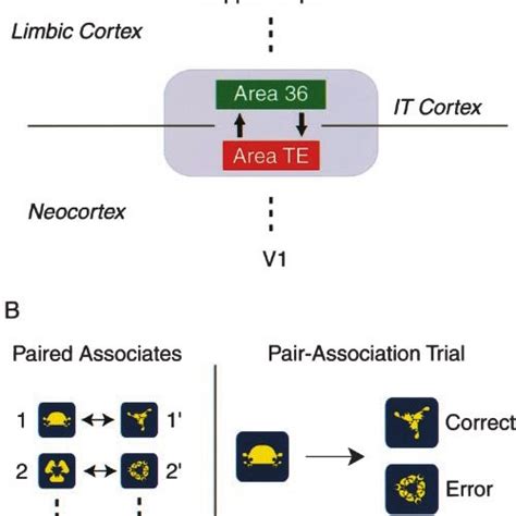 Two Subgroups Of The Pair Coding Neurons A Eri In The Pair Trials