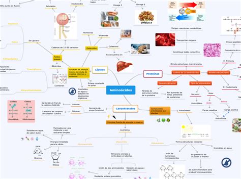 Amino Cidos Mind Map