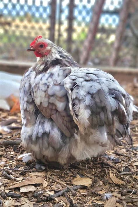 Blue Cochin Bantam Bear River Valley Co Op 51 Off