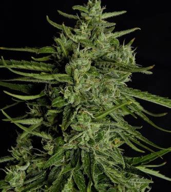 Auto Titan F Seeds Royal Queen Seeds Thc