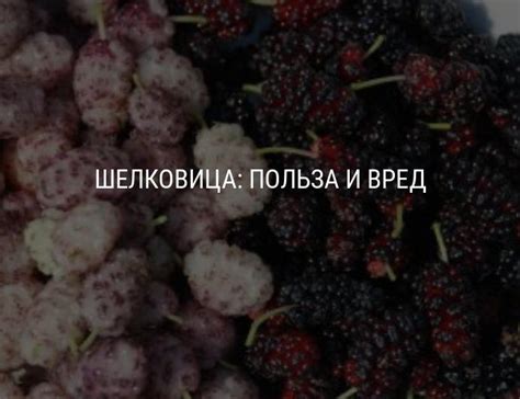 Полезные свойства шелковицы, состав, возможные противопоказания ...
