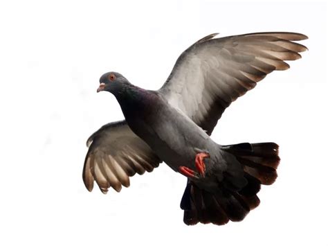 Flock of pigeon Stock Photos, Royalty Free Flock of pigeon Images ...