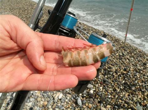 La crevette en surfcasting un appât de base pour la pêche Voss Bottle