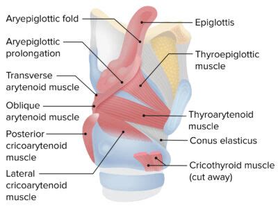 Larynx: Anatomy | Concise Medical Knowledge