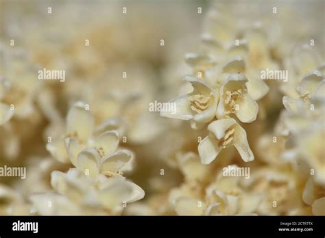 Pygmy Date Palm Hi Res Stock Photography And Images Alamy