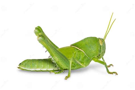 Nymph Of Brown Grasshopper On White Stock Image Image Of Jumping Locust 112309395