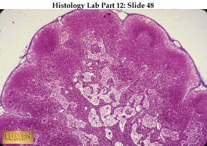 Lymph Node Microscope Slide