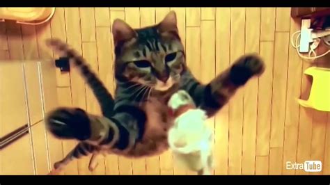 Best Funny Cats Compilation Funny Fail Compilation Best Funny Videos