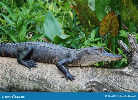 American Alligator stock photo. Image of scales, american - 2766702