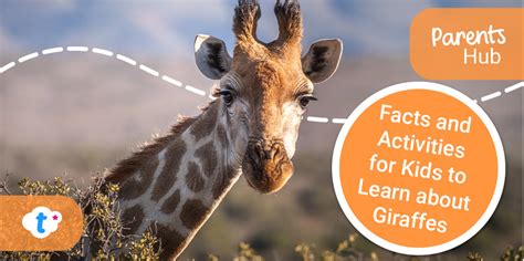 Facts and Activities for Kids to Learn about Giraffes