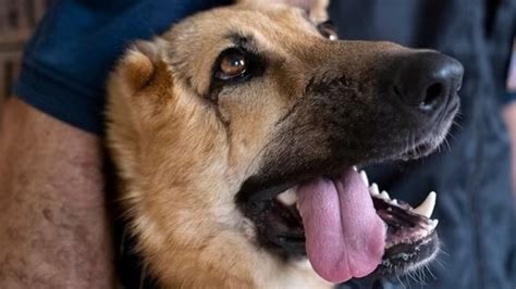 Un chien grièvement blessé en Ukraine intègre la police hongroise et