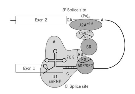 Spliceosome (Molecular Biology) | Molecular biology, Molecular, Biology