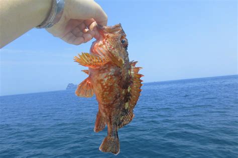 根魚ねうおの種類一覧とそれぞれ釣り方をご紹介！おすすめの仕掛け・タックルも 釣りラボマガジン