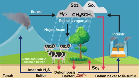 Gambarlah Siklus Biogeokimia