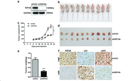 Knockdown Of Kif A Restrains The Tumor Formation Of Crc Cells In Vivo