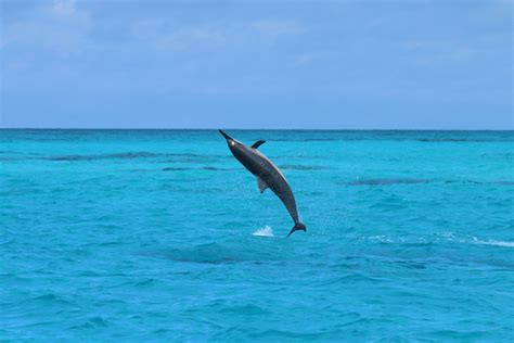 Spinner Dolphin | NOAA Fisheries