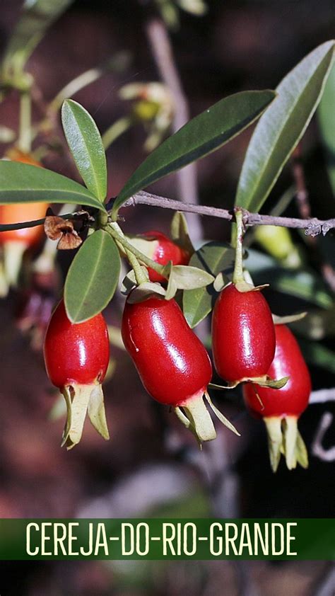 Cereja Do Rio Grande Eugenia Involucrata Em 2020 Rio Grande