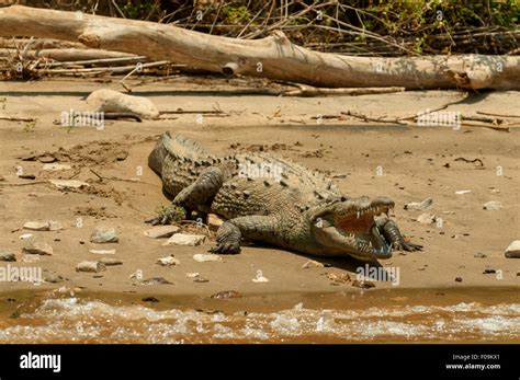 Crocodylus Acutus El Cocodrilo Americano En El Ca N Del Sumidero