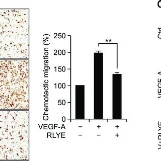 Rlye Decreases Vegf Induced Angiogenic Activity In Hrmecs Hrmecs Were