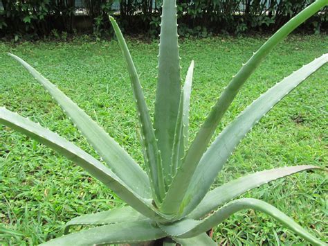 Come Coltivare L Aloe Vera In Italia Dove Cresce Come Si Riconosce