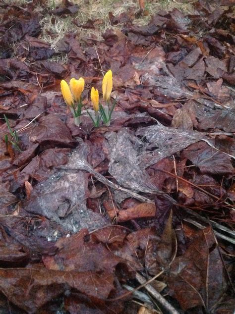 2 00PM Water Cooler 4 21 15 Naked Capitalism