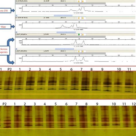 Marker Assisted Backcrossing Scheme Deployed To Introgress Resistance